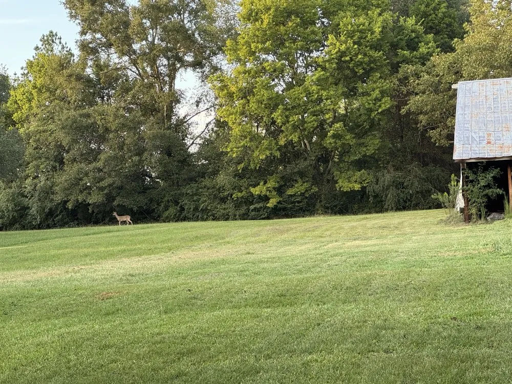 Custom yard maintenance experts serving Valley Grande, AL - D&J Lawn and Landscaping