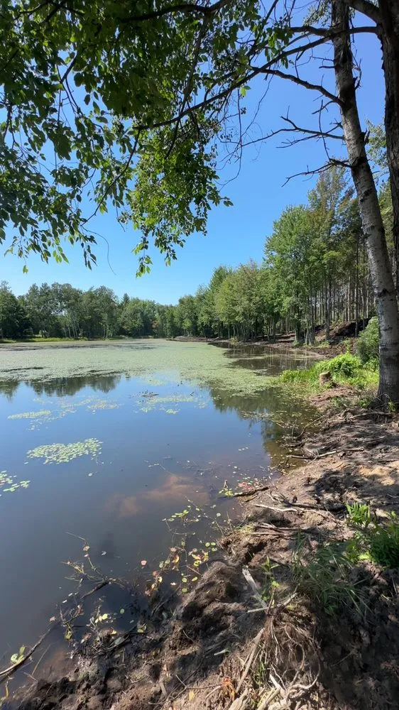 Expert yard cleanup service near you in Manistee, MI by D.J. Niesen & Sons
