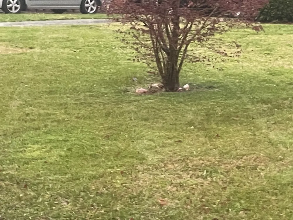 Professional landscaping services in Burlington, NC - DJ Professional Lawn Care & More