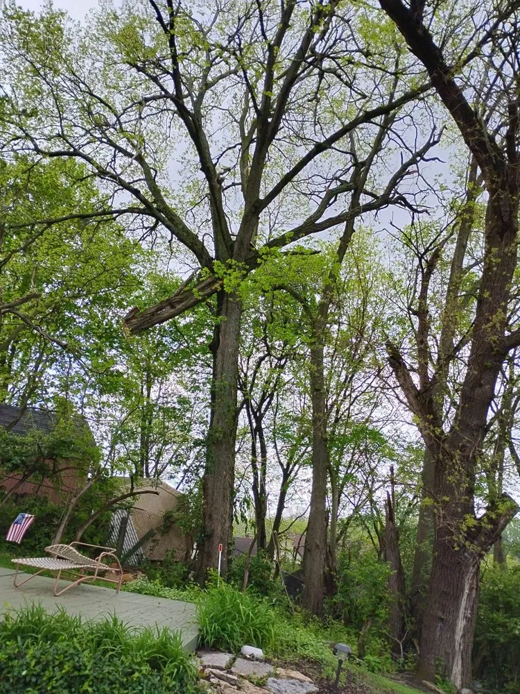 Affordable lawn mowing service in Springfield, OH by D&J Property Maintenance