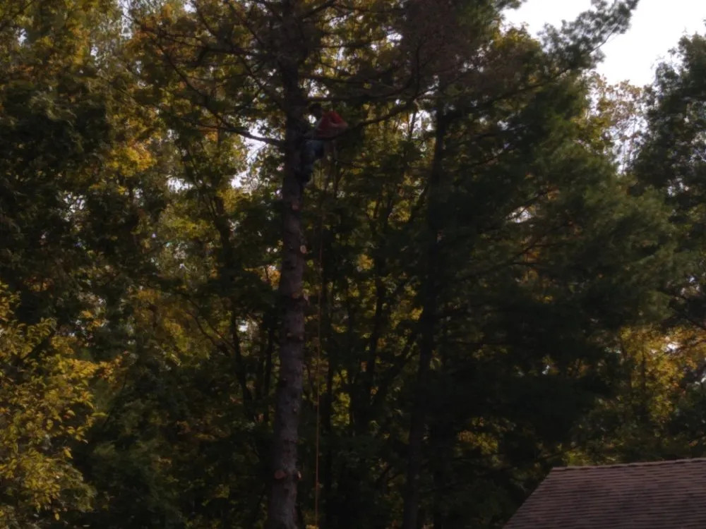 Top-rated lawn care service near you in Springfield, OH by D&J Property Maintenance