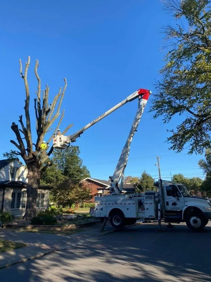 Expert lawn care service experts serving Evansville, IN - DJ Tree Service