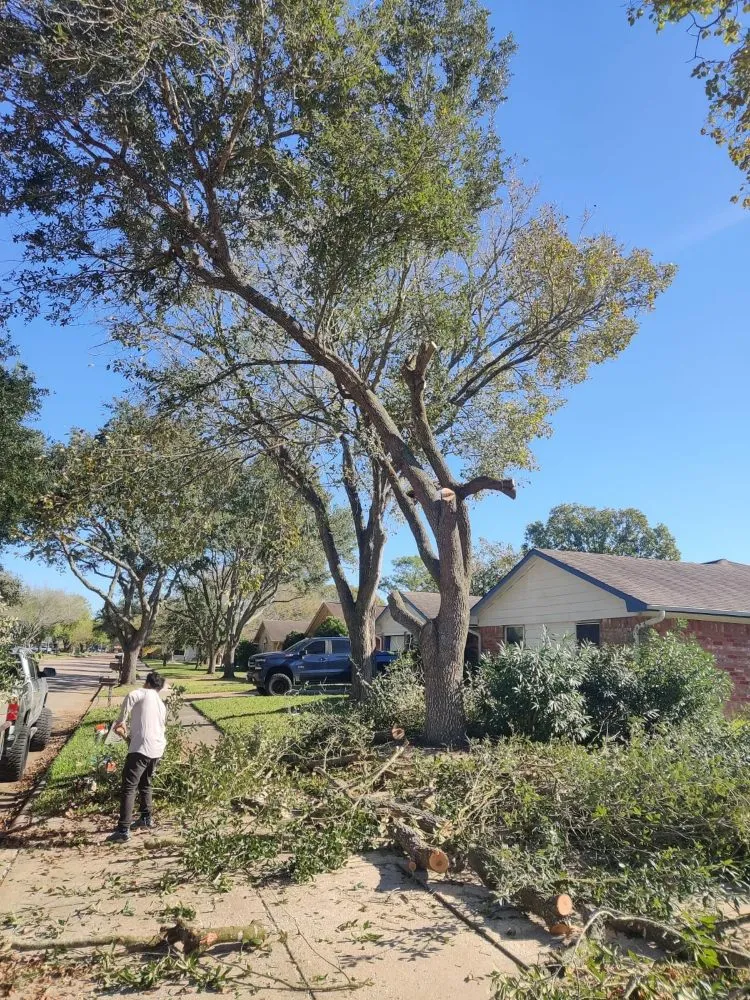 Trusted residential landscaping experts serving League City, TX - D&J Tree Services