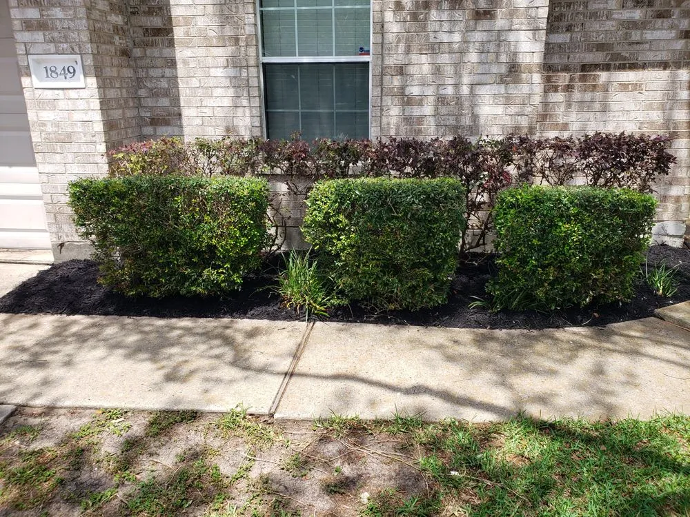 Expert yard cleanup service in League City, TX by D&J Tree Services