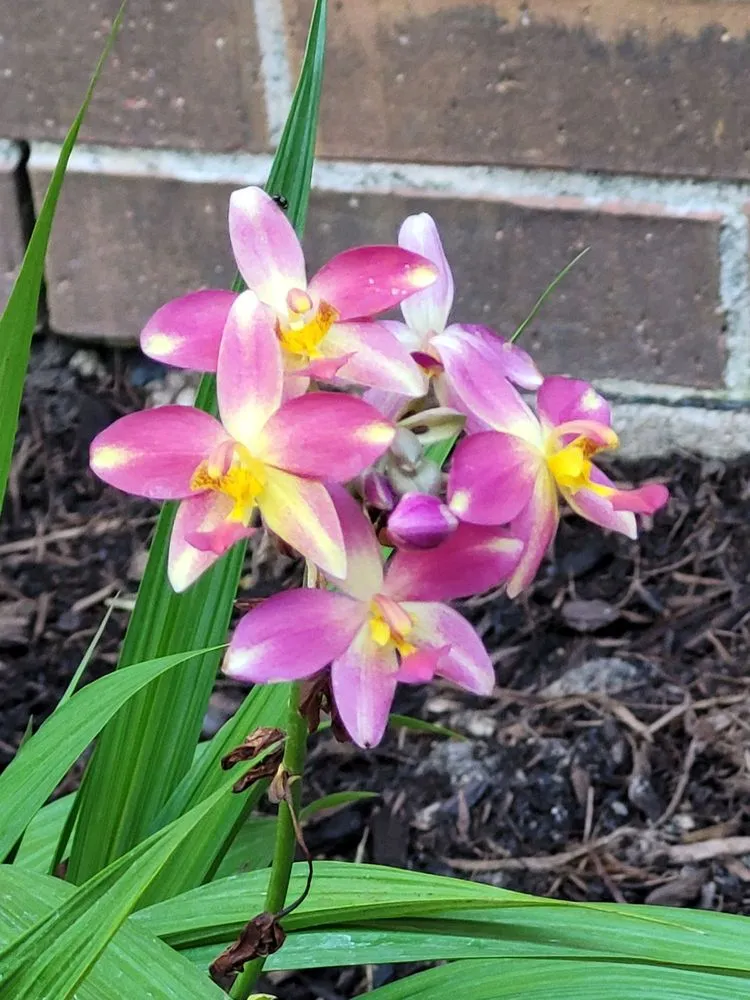 Affordable lawn mowing service in Tomball, TX by DJM Ground Services