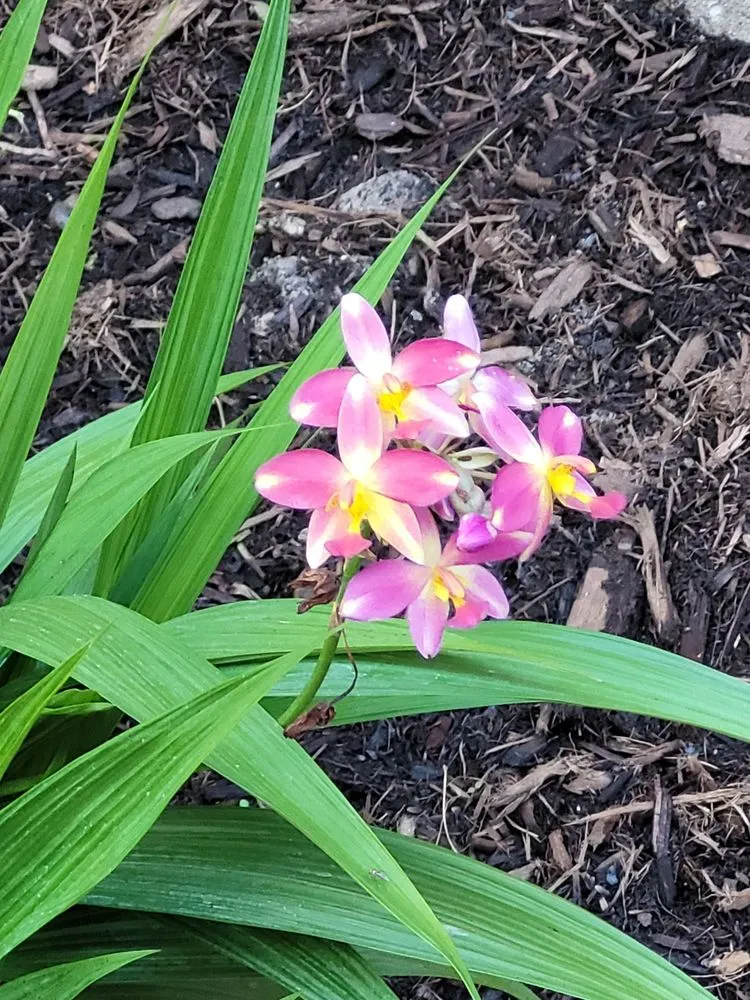 Trusted residential landscaping in Tomball, TX - DJM Ground Services