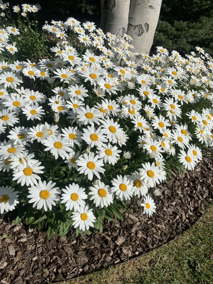 Affordable yard cleanup service for homes across Jackson, WY - DJM Property Services