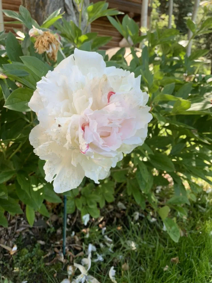 Professional yard cleanup service in Jackson, WY - DJM Property Services