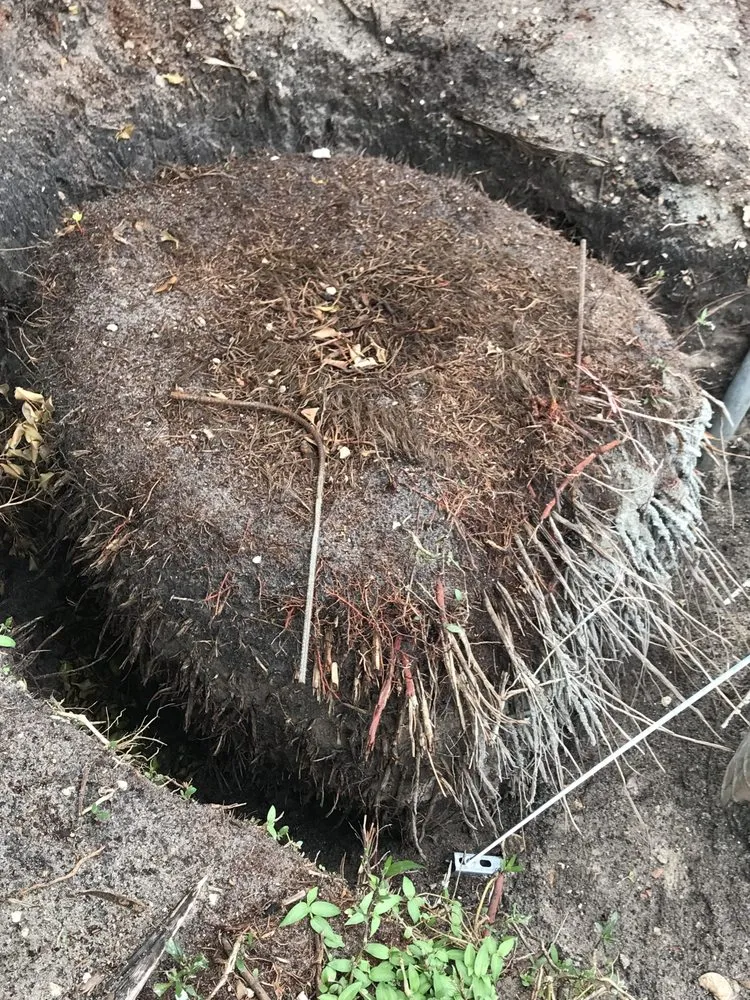 Expert landscaping services for outdoor upgrades in West palm Beach, FL by Djn Landscaping And House Care