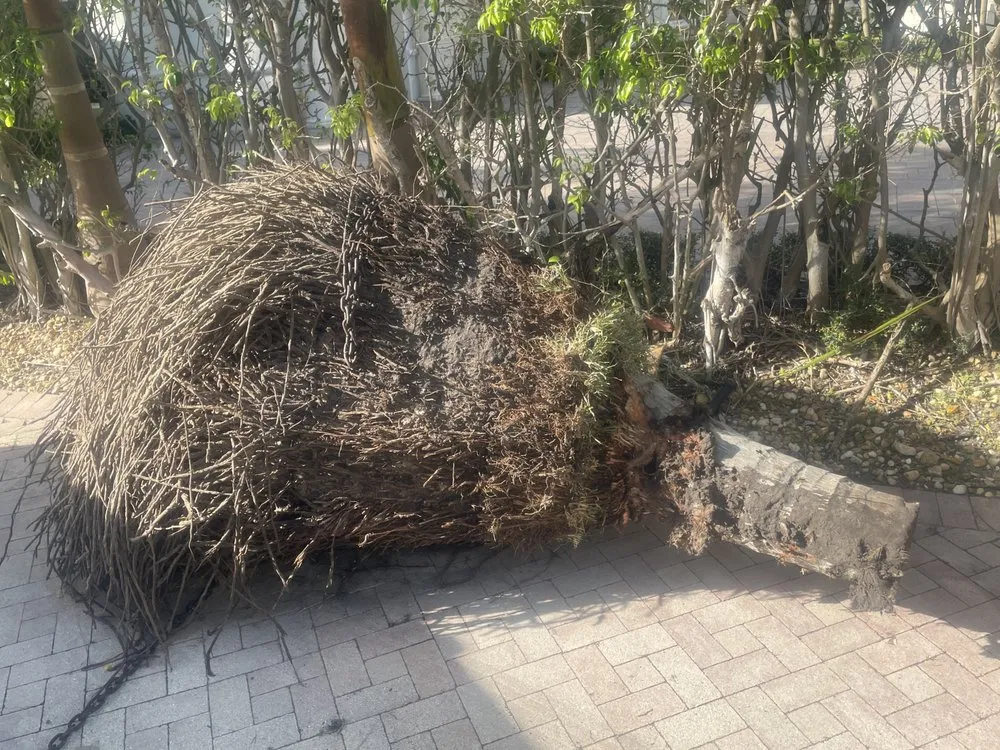 Local lawn mowing service near you across West palm Beach, FL - Djn Landscaping And House Care