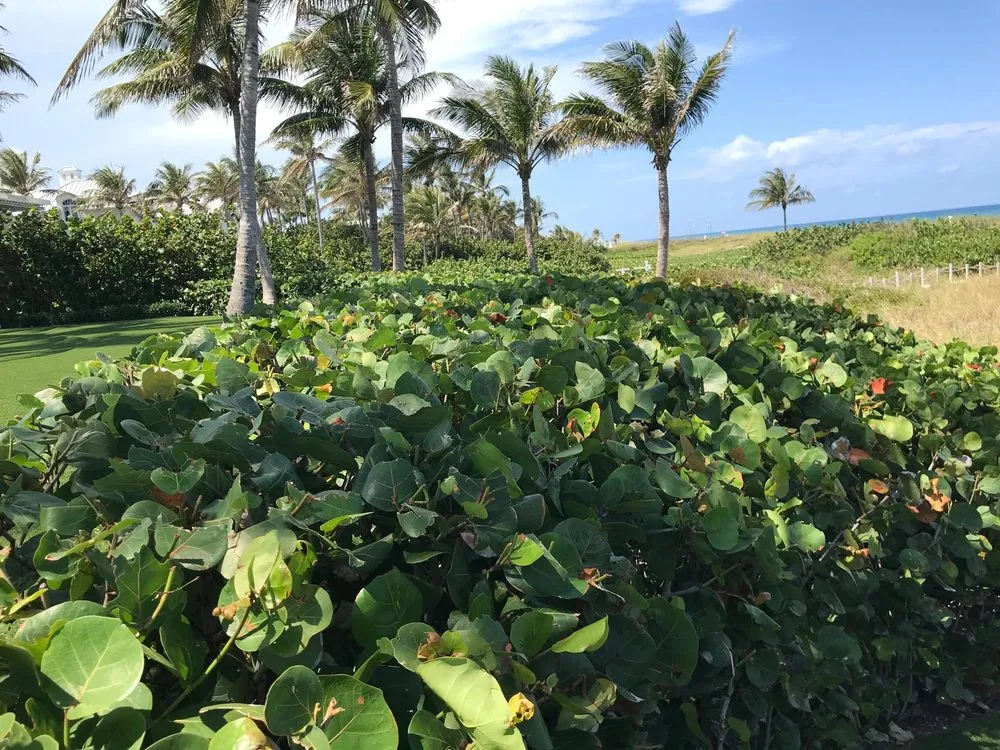 Local landscape design in West palm Beach, FL by Djn Landscaping And House Care