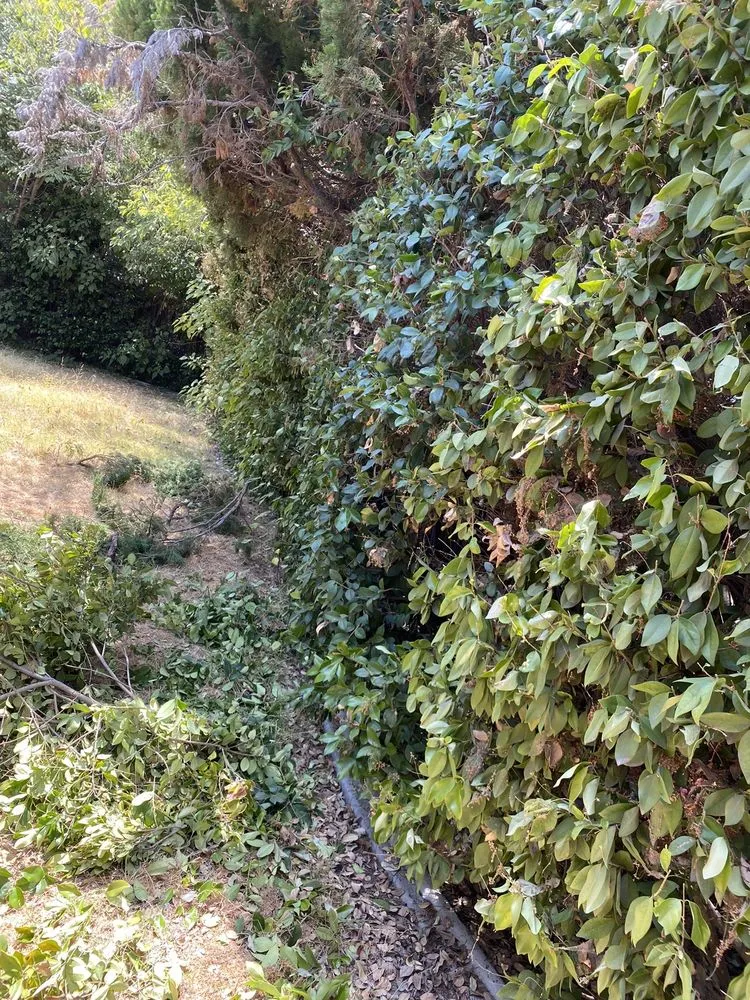 Professional outdoor landscaping for year-round maintenance across Hemet, CA - DJ’S Hauling Services & Landscaping