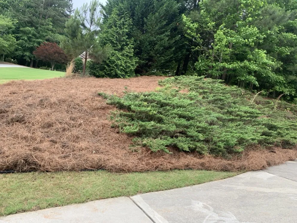 Expert landscaping services for year-round maintenance in Sharpsburg, GA by Dj’s Landscaping & Installations
