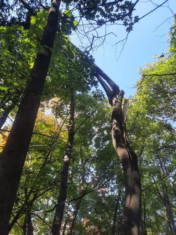 Local residential landscaping for year-round maintenance across New Paltz, NY - Djs landscaping & More