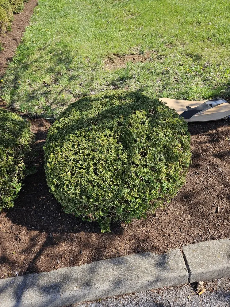 Local yard cleanup service in Nicholasville, KY - Dj's Lawn Care