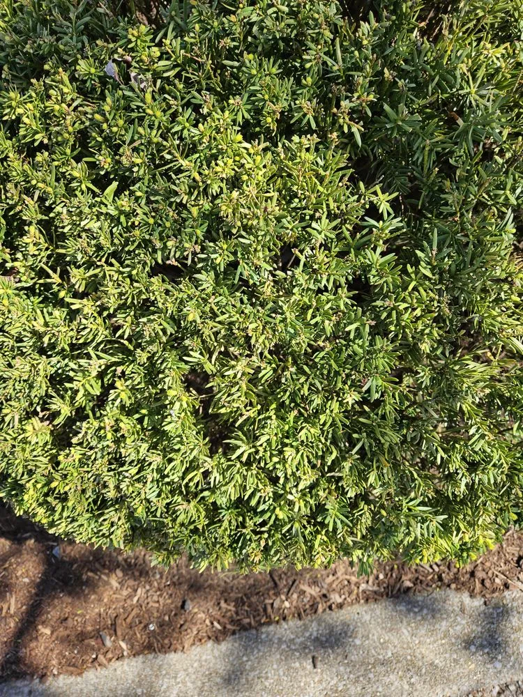 Top-rated lawn care service for year-round maintenance in Nicholasville, KY by Dj's Lawn Care