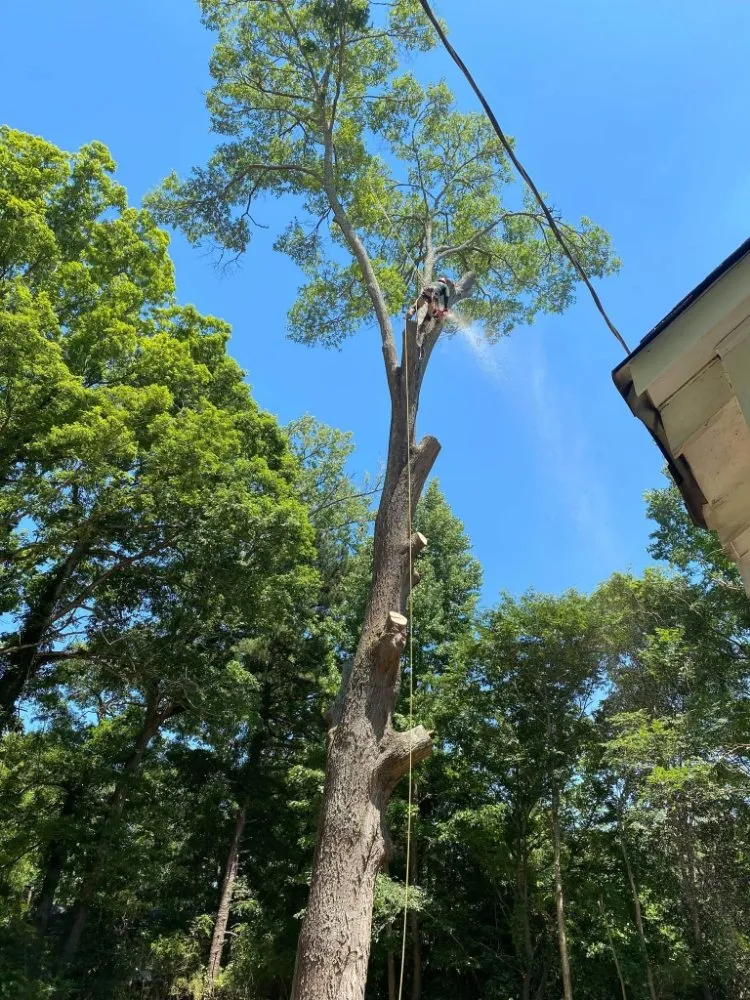 Professional outdoor landscaping experts serving Marietta, GA - Djs Professional Tree Removal And Landscaping