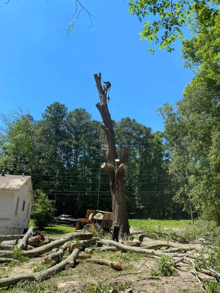 Expert yard maintenance in Marietta, GA by Djs Professional Tree Removal And Landscaping