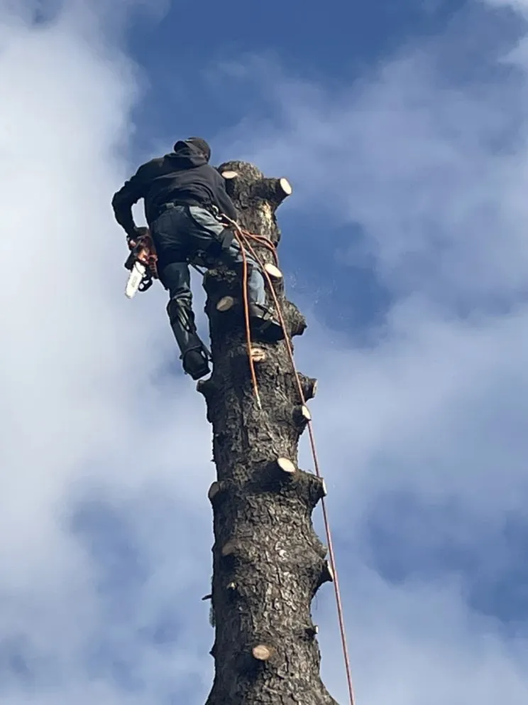 Local yard cleanup service experts serving Newbury, OH - DJ’s tree assassins