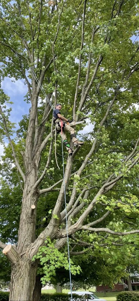 Reliable yard cleanup service experts serving Newbury, OH - DJ’s tree assassins