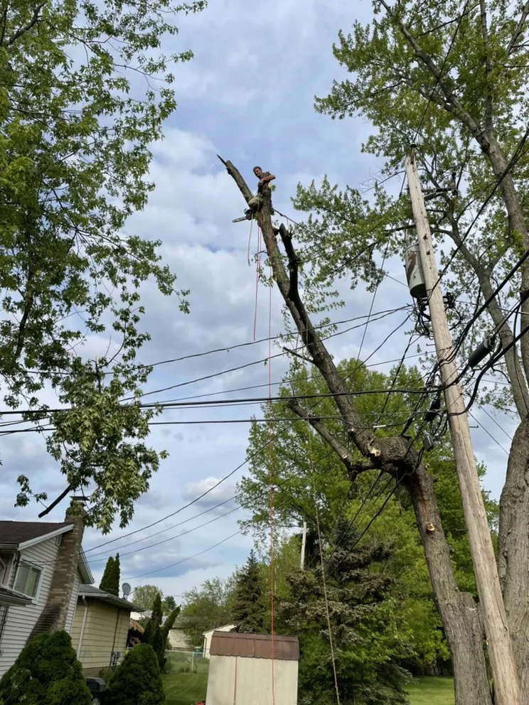 Local lawn mowing service in Newbury, OH - DJ’s tree assassins
