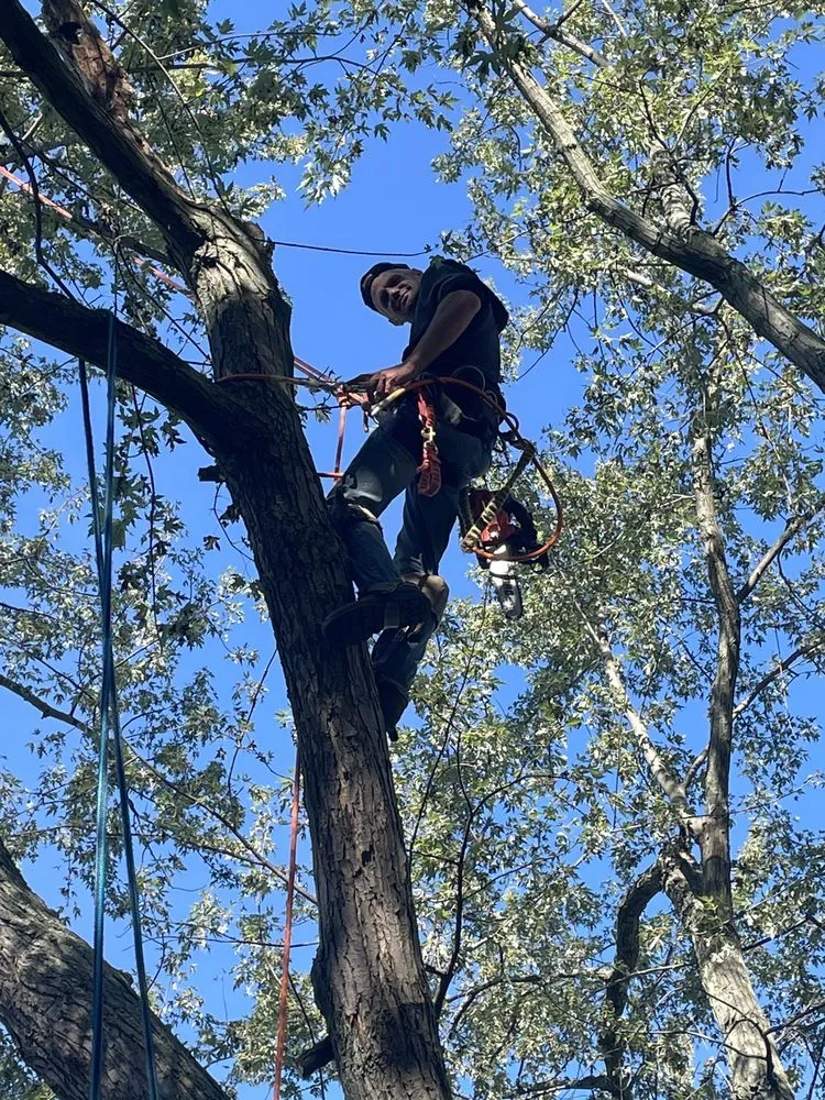 Top-rated outdoor landscaping for outdoor upgrades in Newbury, OH by DJ’s tree assassins