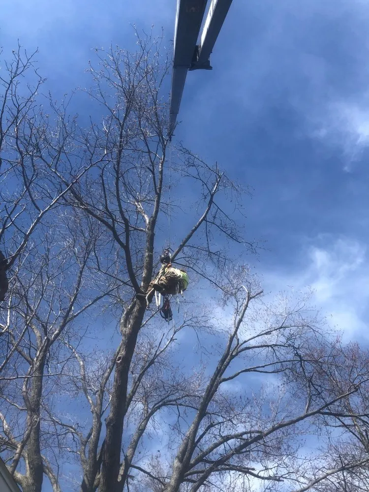 Top-rated residential landscaping in Newbury, OH - DJ’s tree assassins