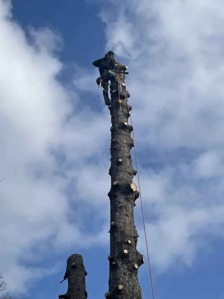 Affordable landscape installation with custom design across Newbury, OH - DJ’s tree assassins