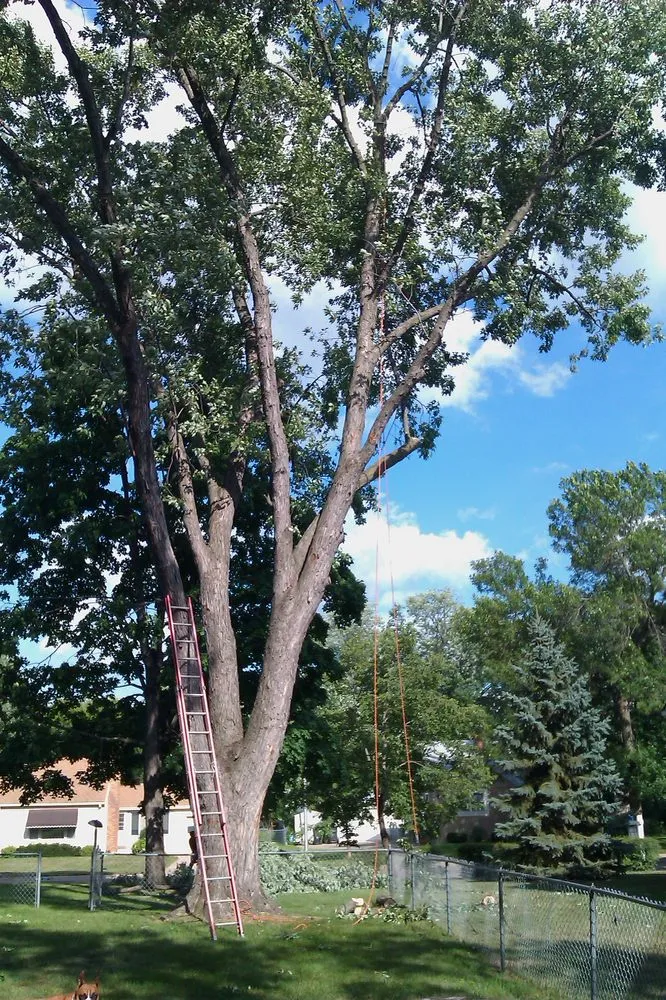 Top-rated outdoor landscaping with custom design in Bloomington, MN by DJ's Tree Removal Service