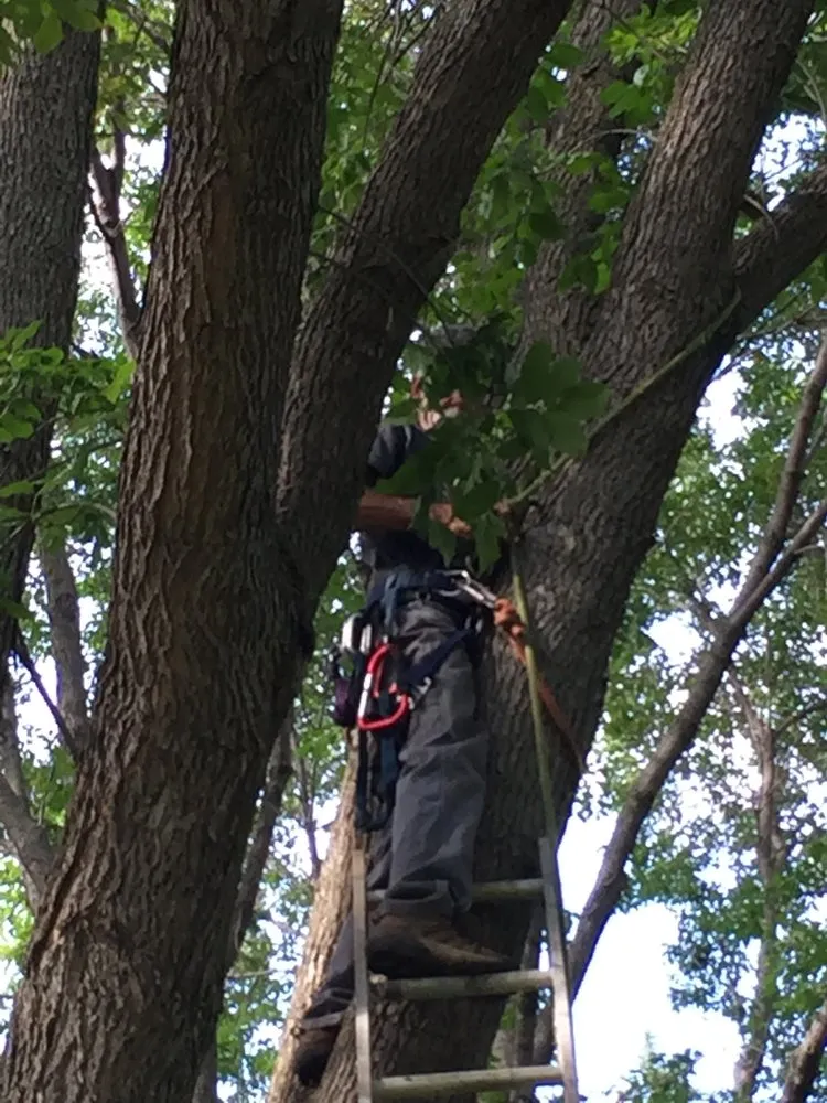 Professional landscaping services for year-round maintenance in Bloomington, MN by DJ's Tree Removal Service