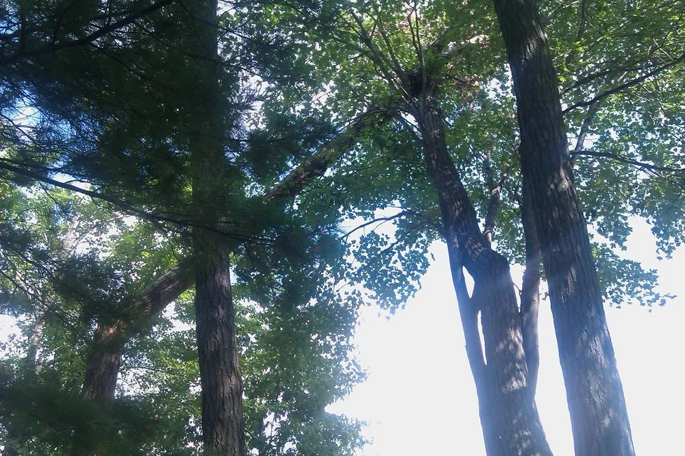 Affordable landscape installation in Bloomington, MN - DJ's Tree Removal Service