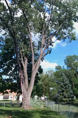 DJ's Tree Removal Service