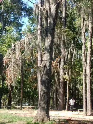 DJ's Tree Service & Lawn Care