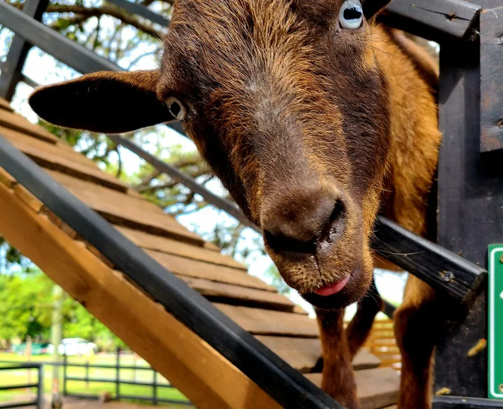 Trusted residential landscaping for residential properties in Largo, FL by Dk Landscaping and Nursery