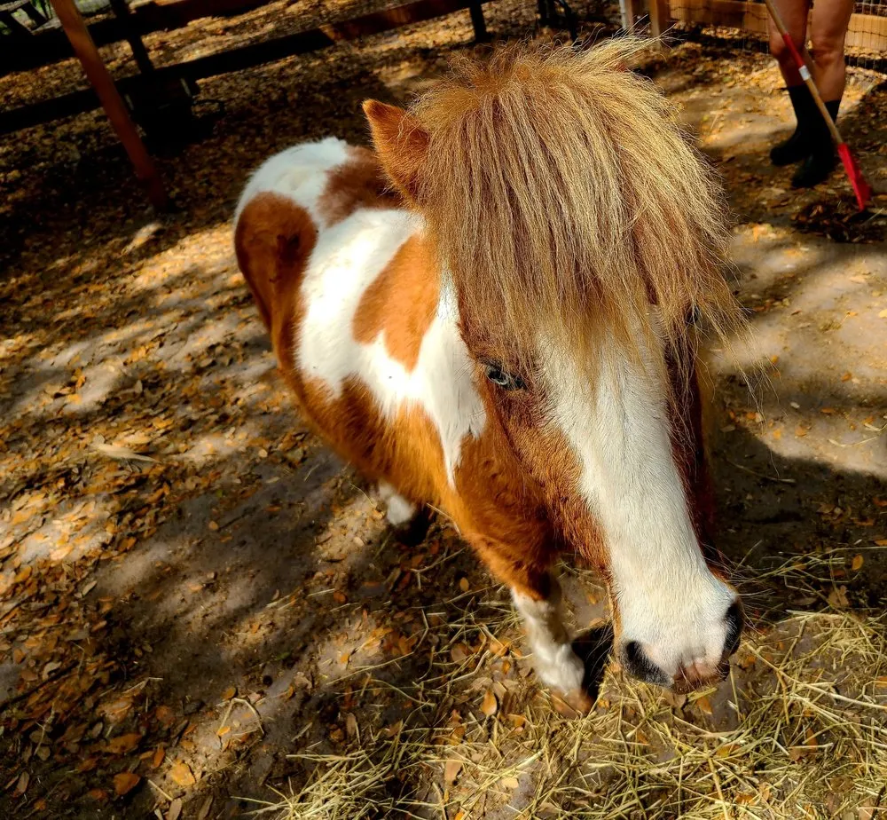 Professional outdoor landscaping experts serving Largo, FL - Dk Landscaping and Nursery