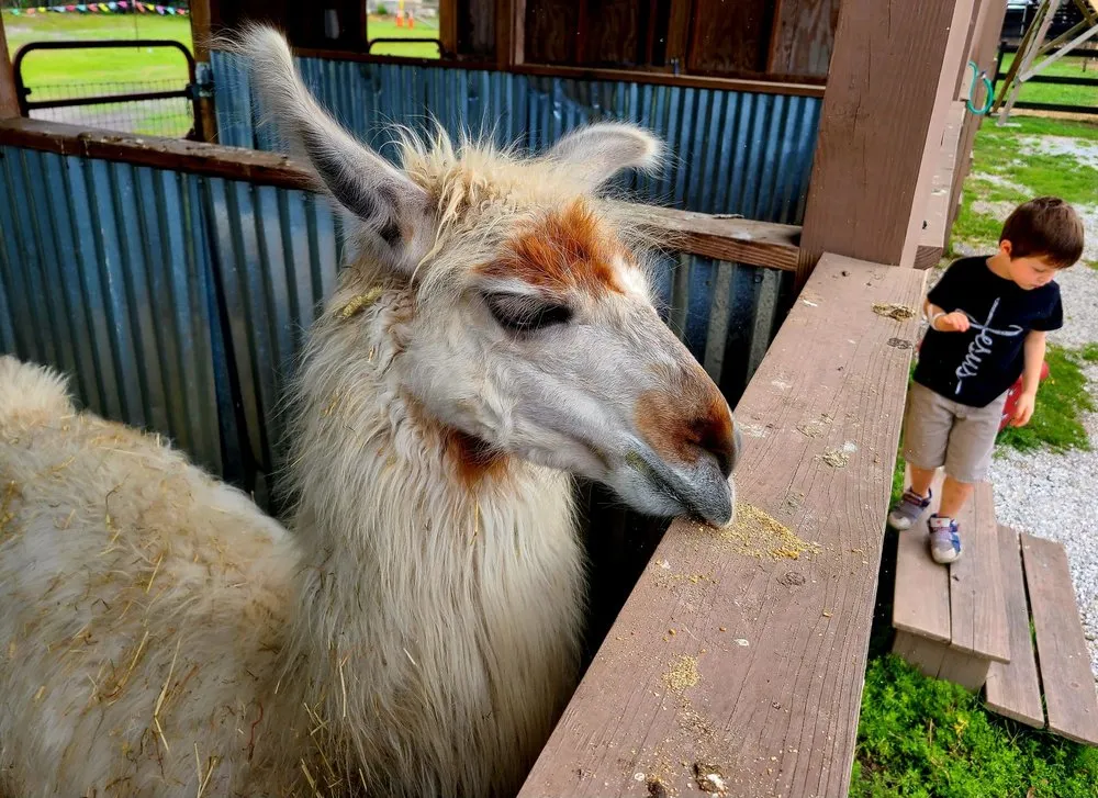 Reliable lawn mowing service in Largo, FL - Dk Landscaping and Nursery