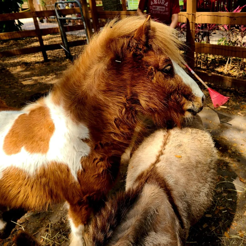 Custom landscaping services for beautiful yards in Largo, FL by Dk Landscaping and Nursery