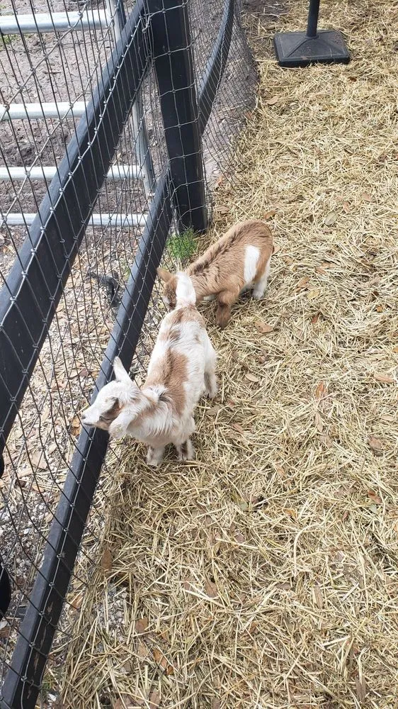 Affordable garden landscaping experts serving Largo, FL - Dk Landscaping and Nursery