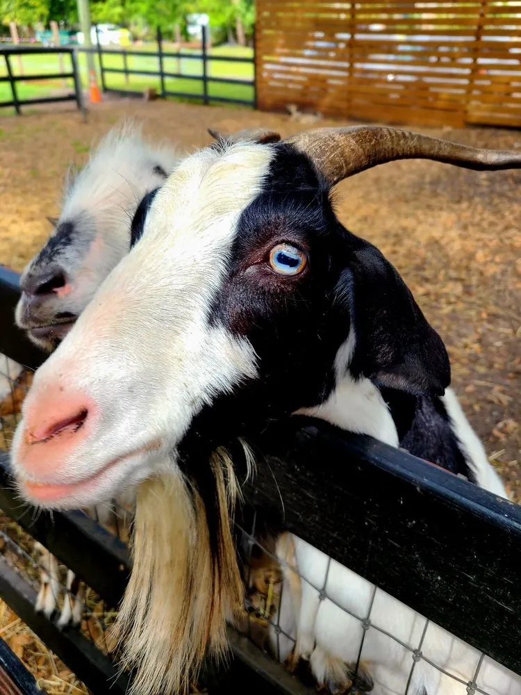 Local residential landscaping for residential properties in Largo, FL by Dk Landscaping and Nursery