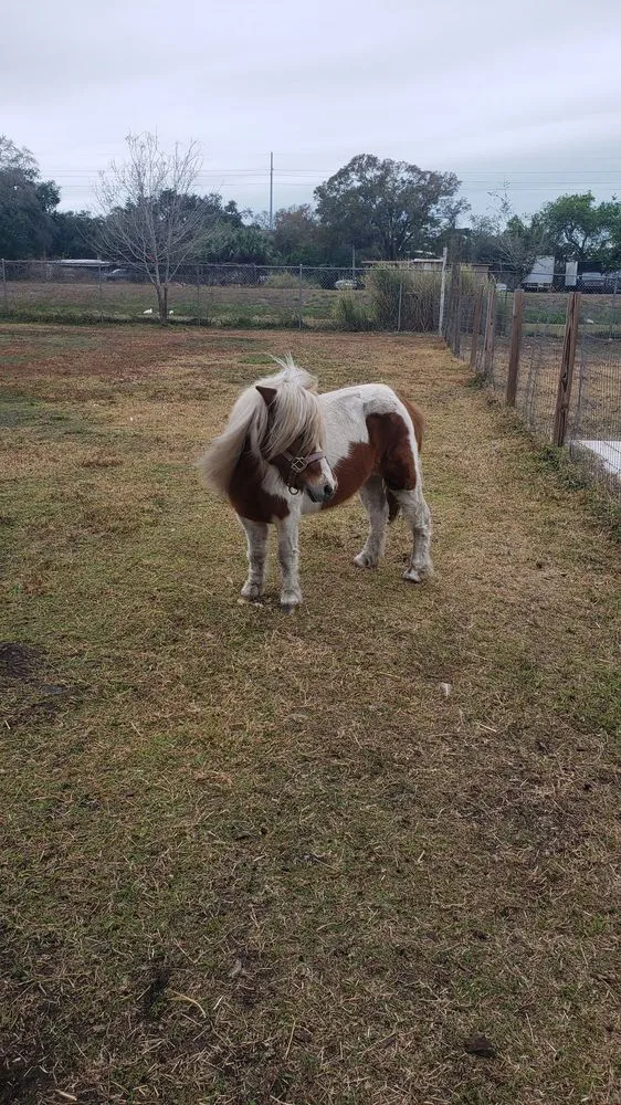 Affordable yard cleanup service in Largo, FL by Dk Landscaping and Nursery