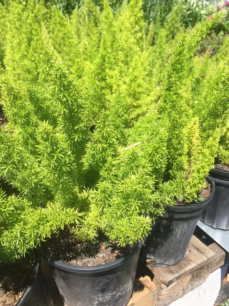 Affordable garden landscaping in Largo, FL by Dk Landscaping and Nursery