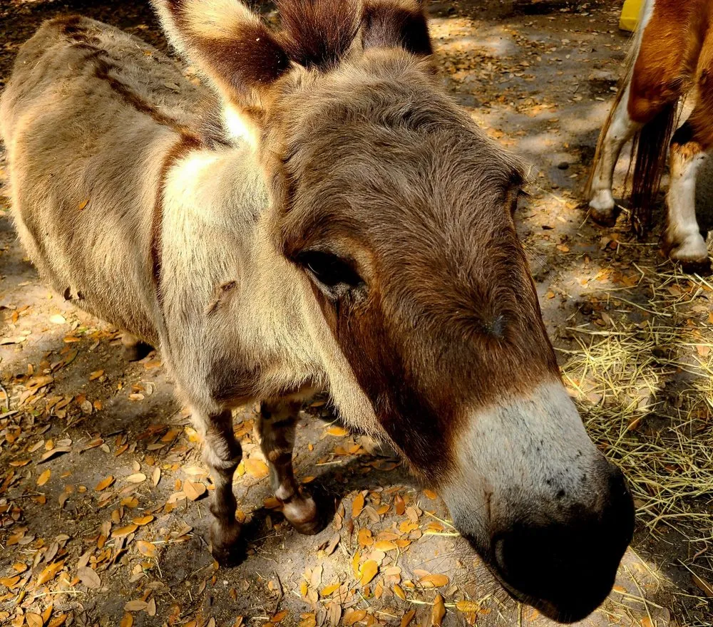 Reliable yard maintenance for year-round maintenance across Largo, FL - Dk Landscaping and Nursery