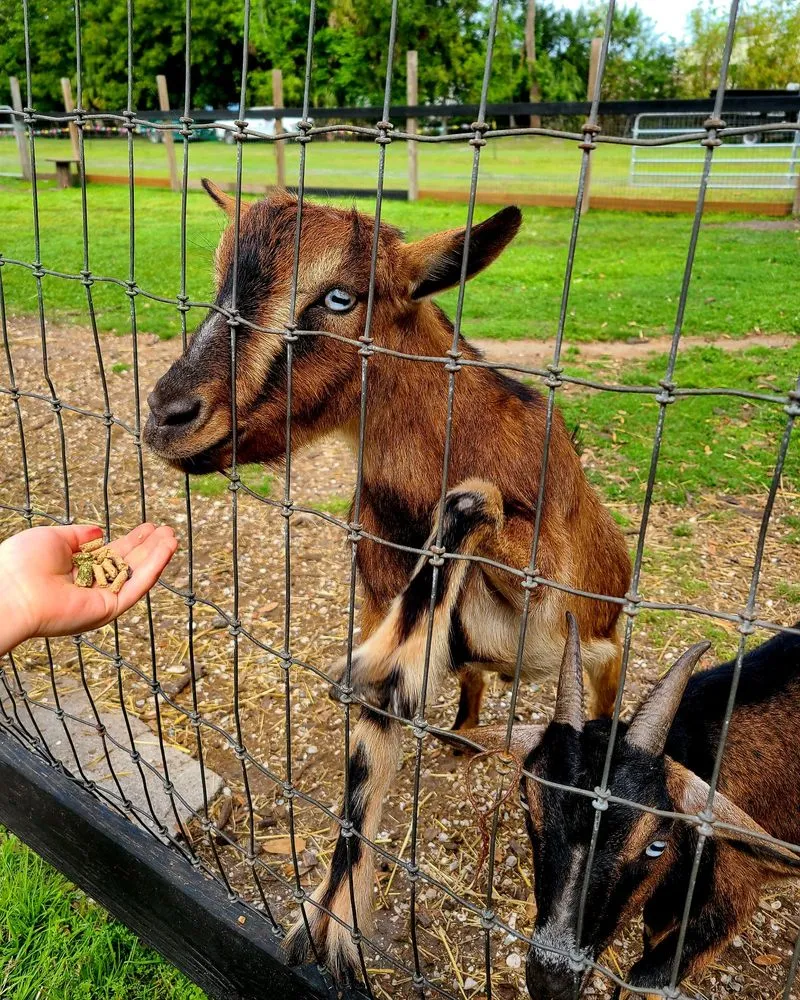 Professional yard cleanup service near you in Largo, FL by Dk Landscaping and Nursery