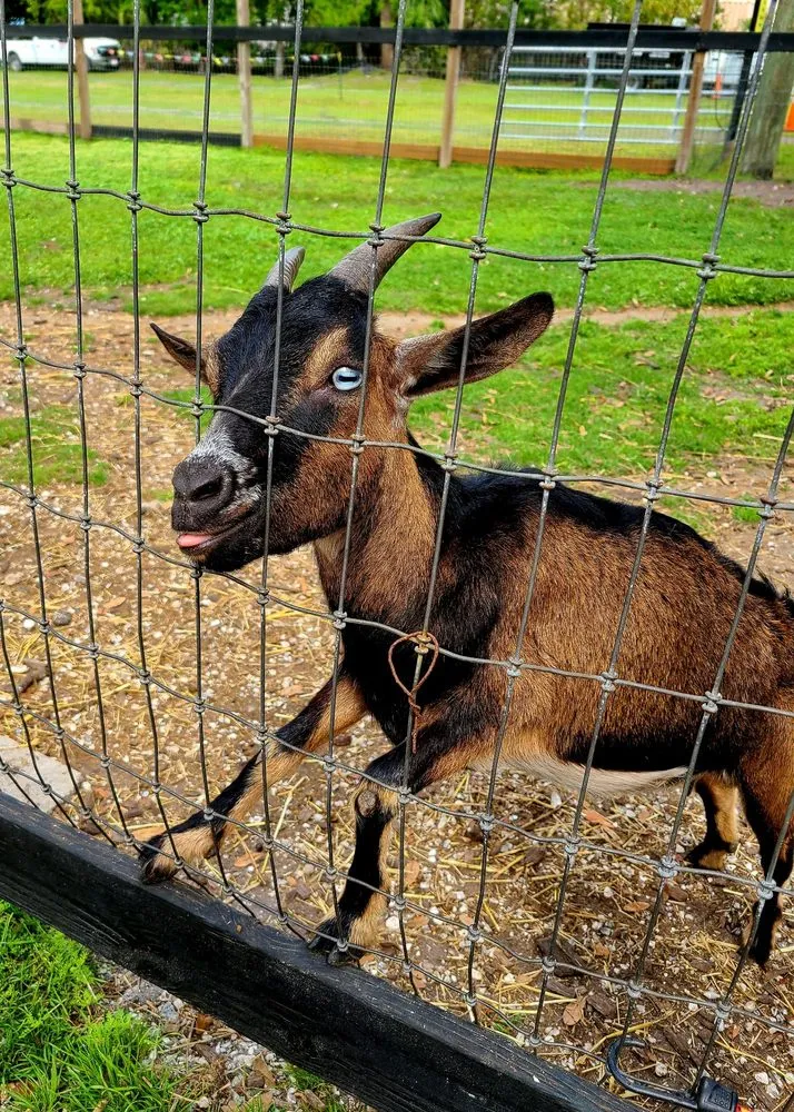 Custom landscape installation experts serving Largo, FL - Dk Landscaping and Nursery