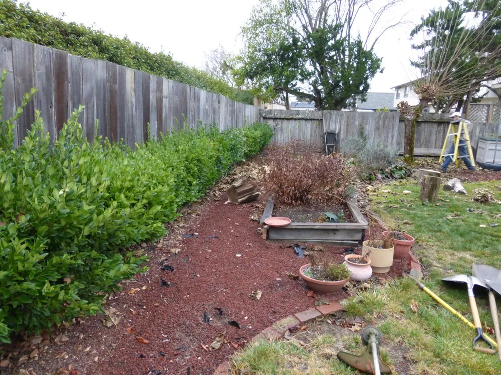 Trusted yard cleanup service in Rohnert Park, CA by DK Landscaping