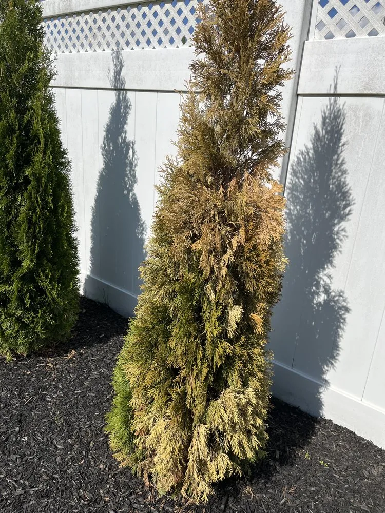 Expert lawn mowing service with custom design across Langhorne, PA - DKC Landscaping And Lawn Maintenance