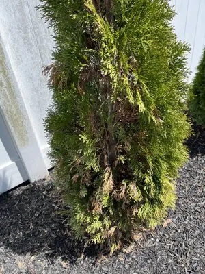 DKC Landscaping And Lawn Maintenance Logo