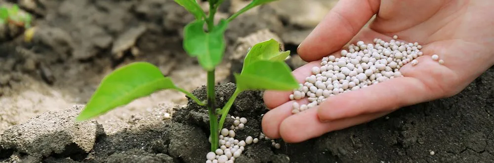 Affordable landscape design in Burlington, NC - DKW Cuts