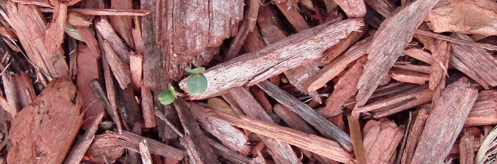 Professional lawn mowing service experts serving Burlington, NC - DKW Cuts