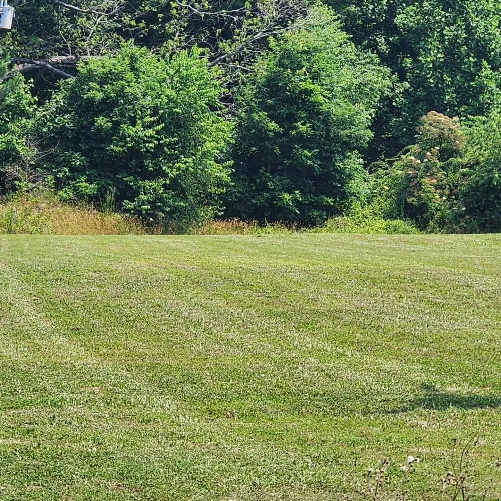 Local yard cleanup service experts serving Henderson, NC - DL Construction and Restoration